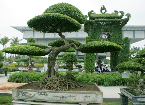 Cây sanh dáng thăng long