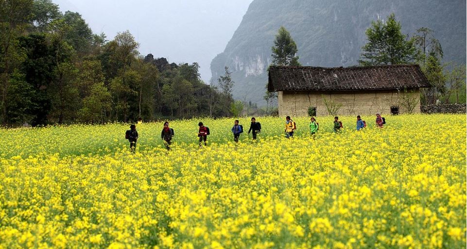 Hoa Cải Vàng Hà Giang