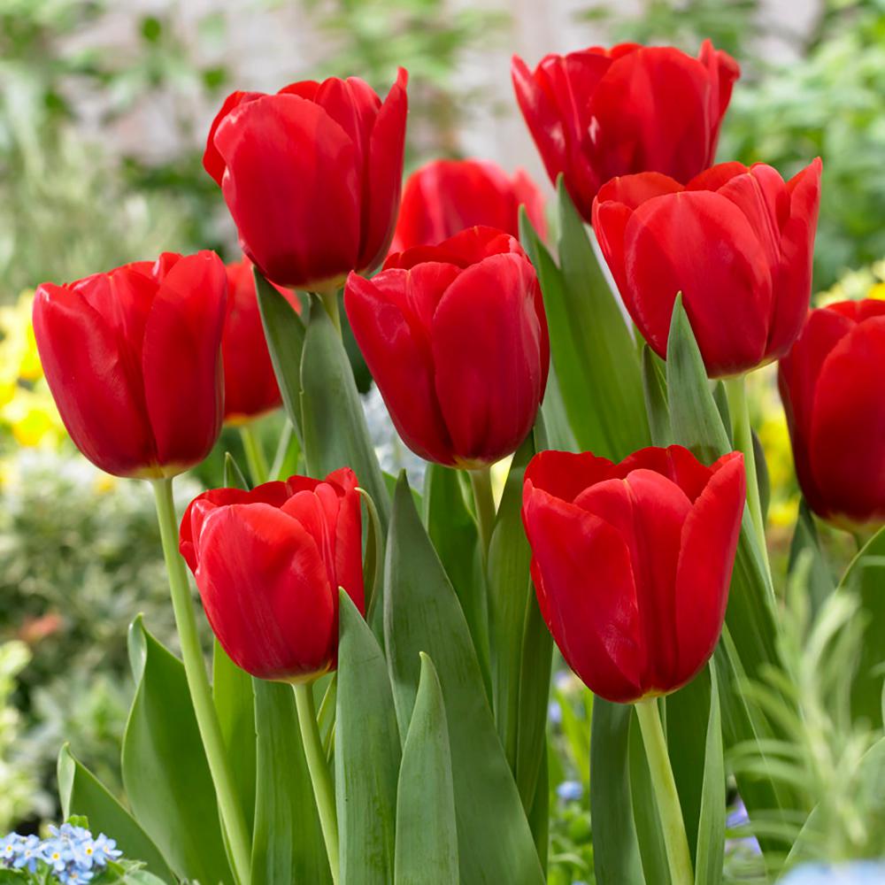 tulip-definition-and-meaning-with-pictures-picture-dictionary-books