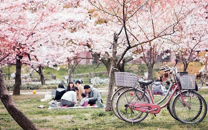 4 lý do bạn nên du lịch Nhật Bản vào mùa hoa anh đào
