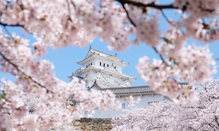 Nhật Bản hóa xứ sở thần tiên mùa hoa anh đào nở
