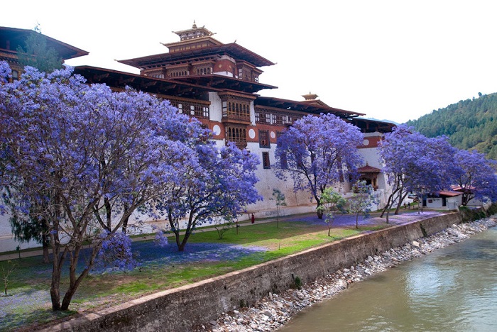 Đến Bhutan, ngắm phượng tím nở rợp trời vương quốc hạnh phúc