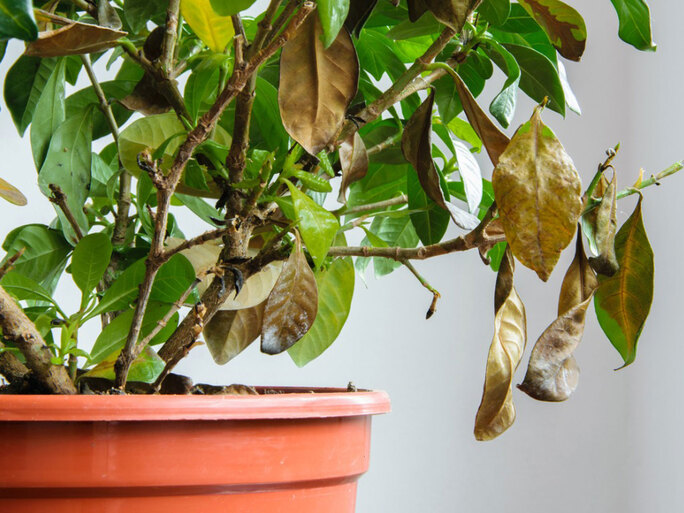 5 nguyên nhân khiến cây nội thất bóng râm bị sâu bệnh hoặc không khỏe mạnh